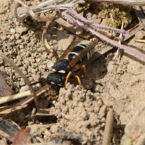 Odynerus melanocephalus